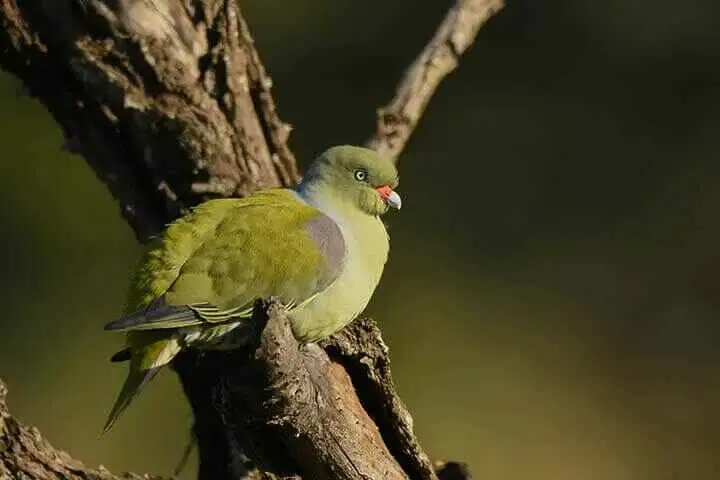 African Green Pigeon